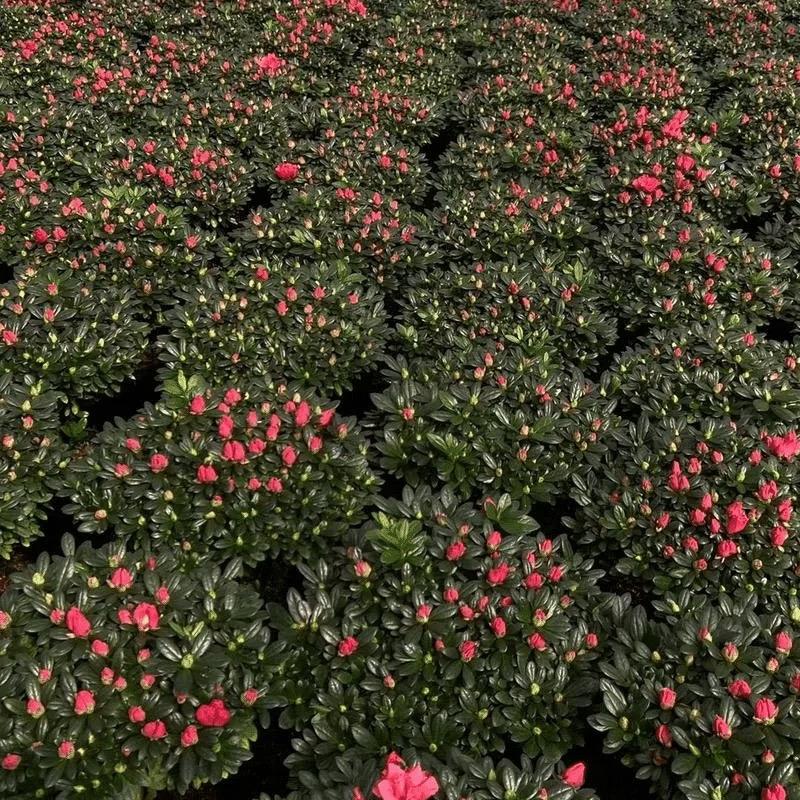 漳平小光园艺花卉臻选阁