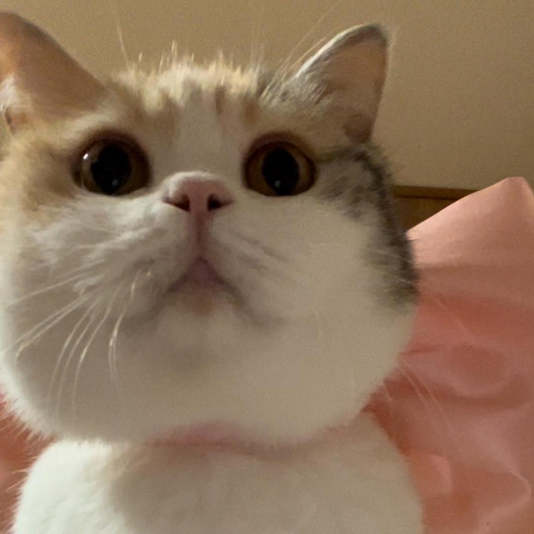 一颗莓莓.