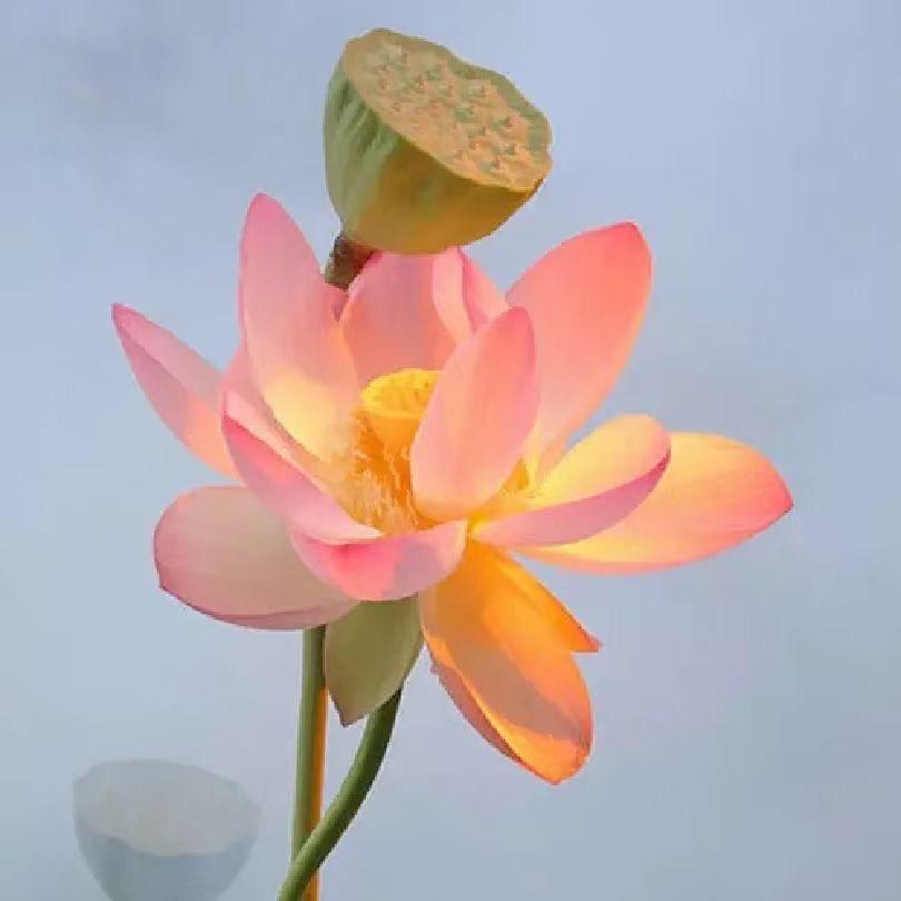 明天会更好🌹
