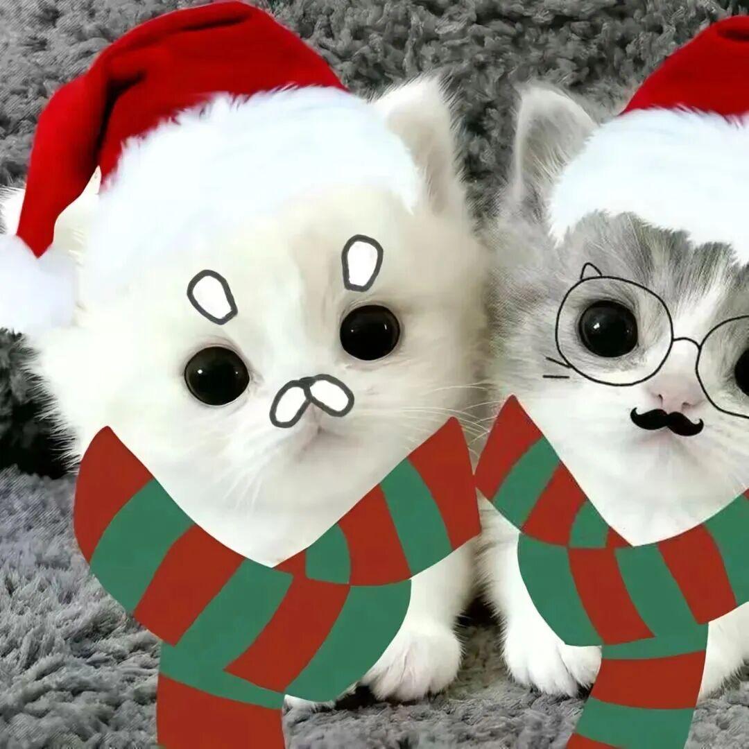 太萌被颗秒  ￴ ￴