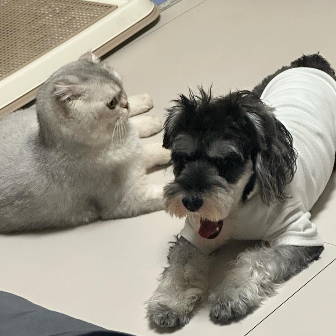 雪糕and香菜