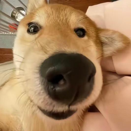 伊利纯牛马
