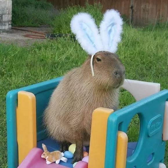 Capybara