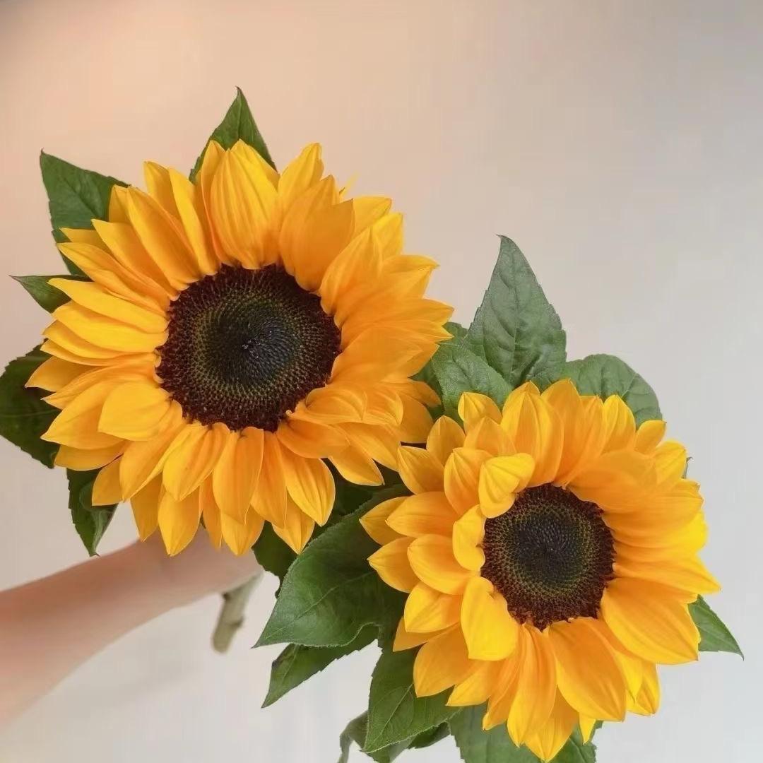 瑞儿🌸🌞