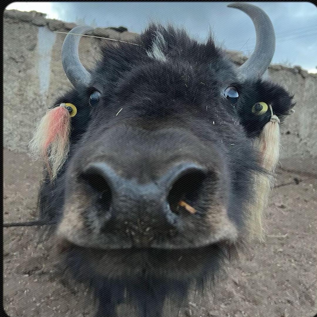 恰如ཆ་རུ།