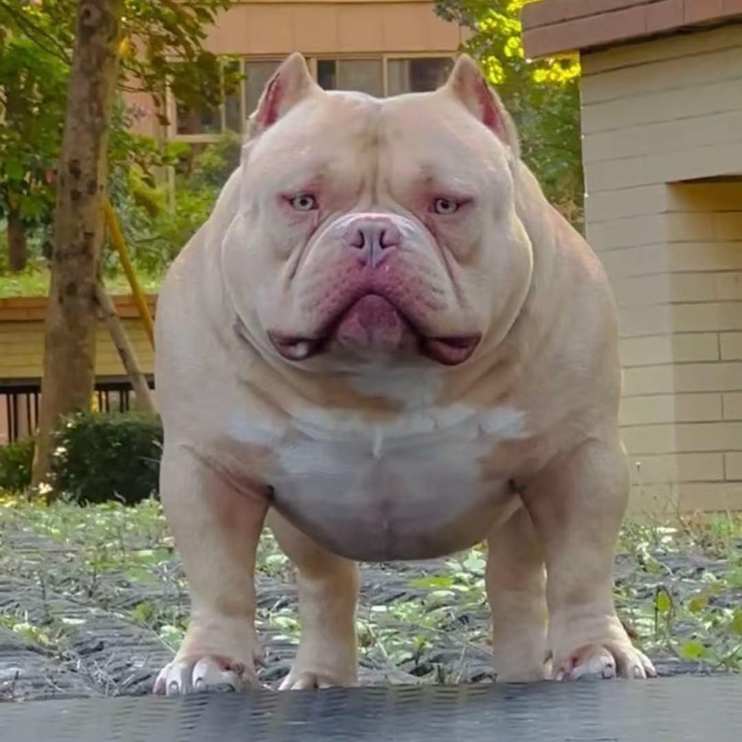 Jack恶霸犬（直播号）