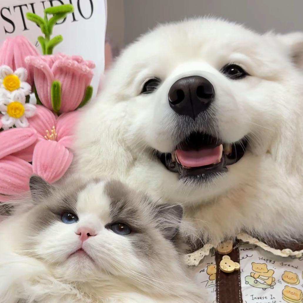 大同LuvM犬舍🐣