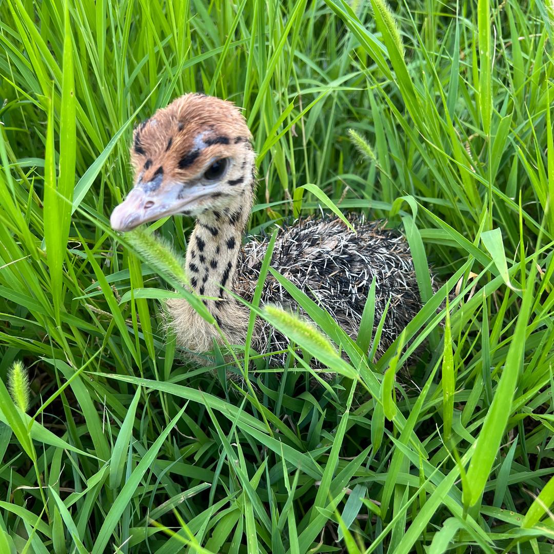 鸵鸟养殖孵化基地荣荣