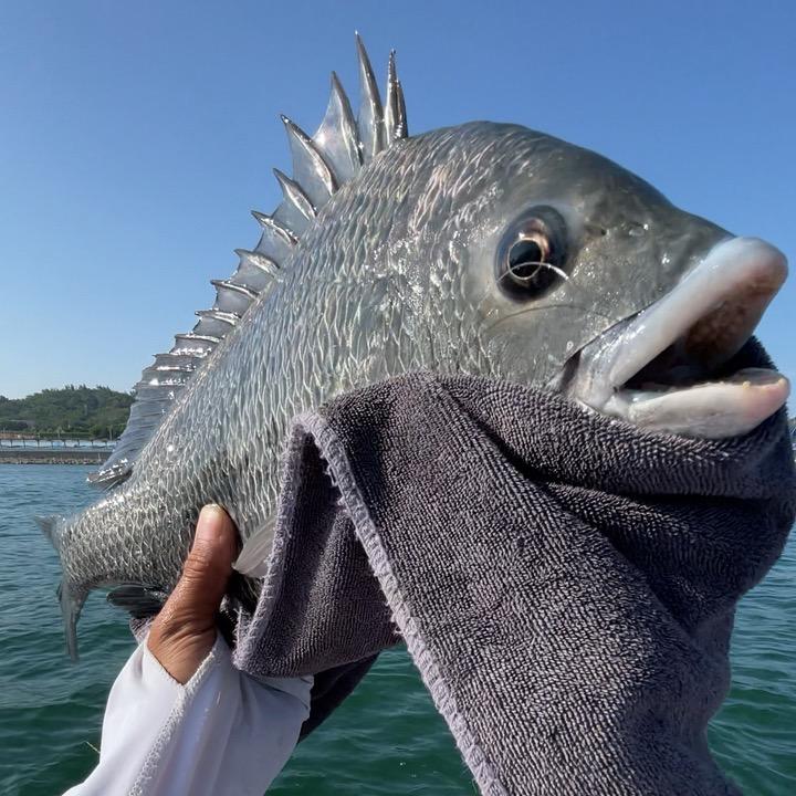 喜欢大海鱼你