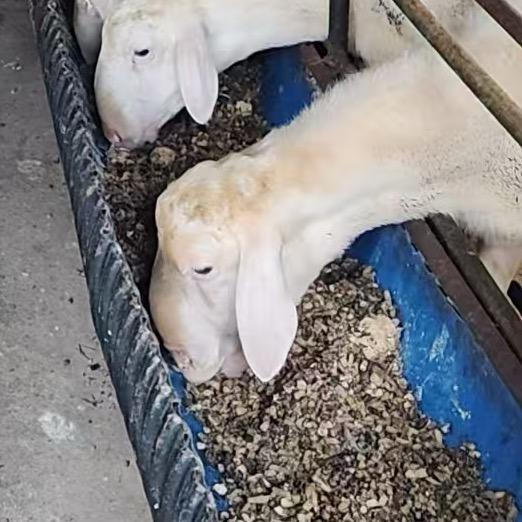 出售中药渣，有机肥，营养土