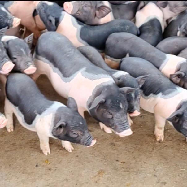 广西刘仔土乳猪批发