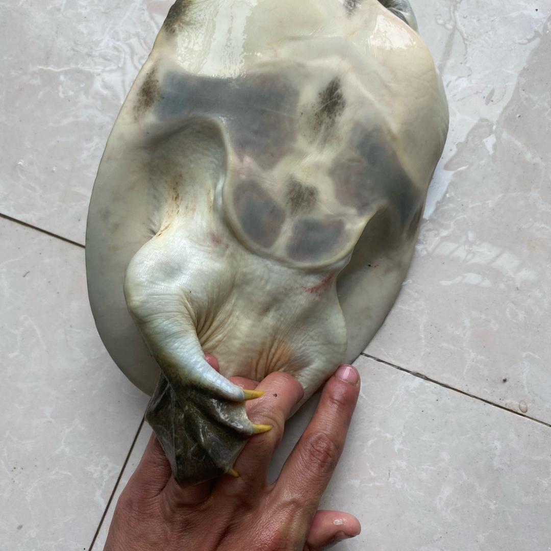 浦口鳖甩头