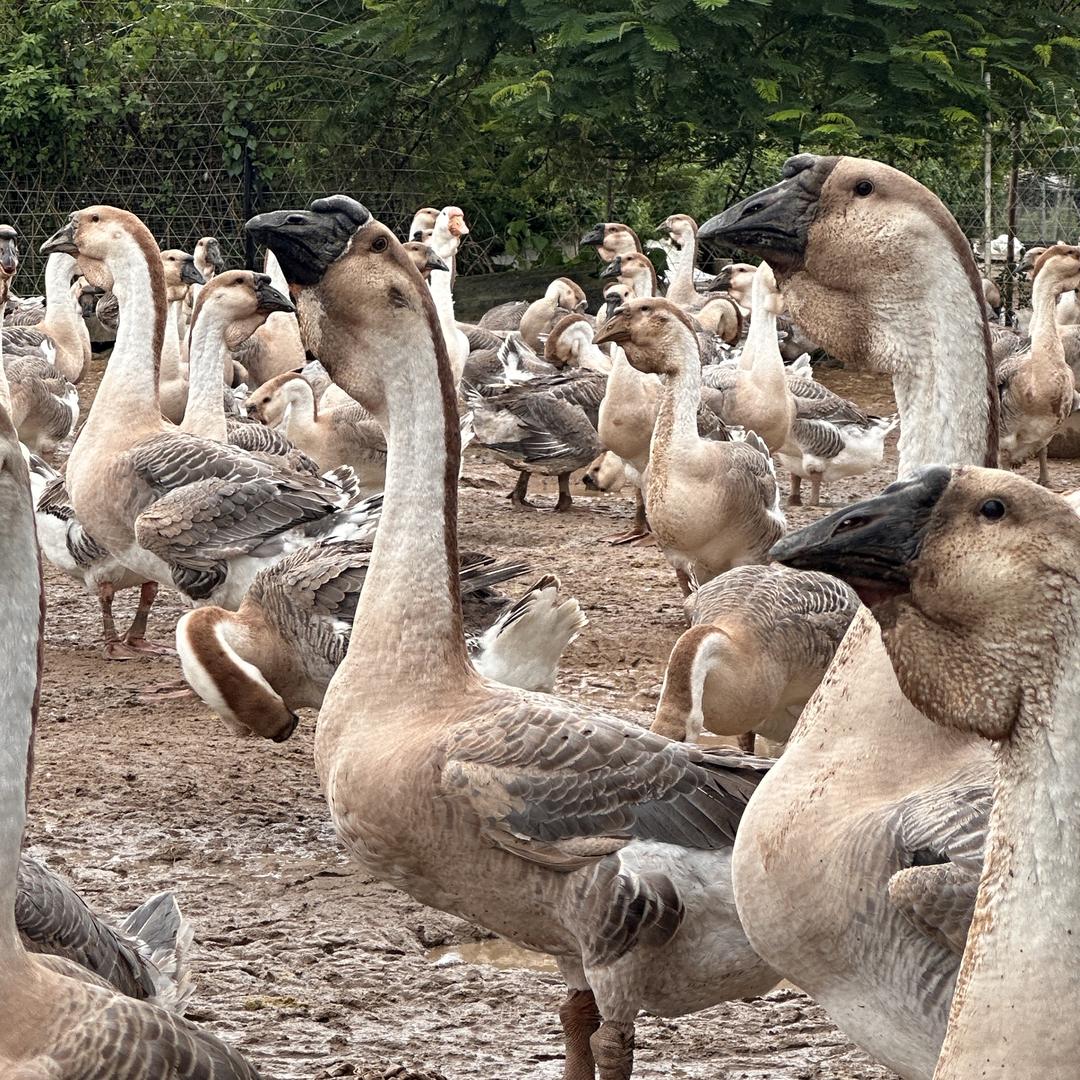 澄海区世聚狮头鹅招代理