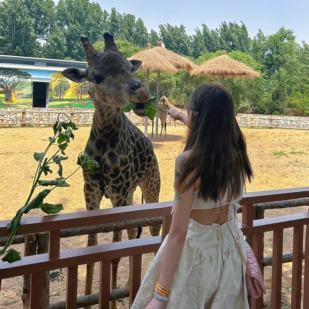 🐨美少女考拉