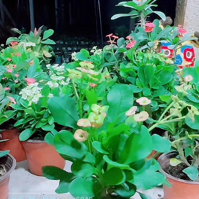 龙溪「随心所欲」💫