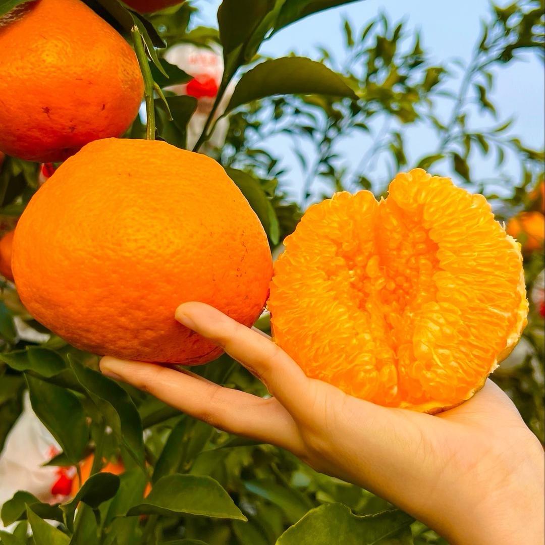 外婆家的春见耙耙柑🍊🍊