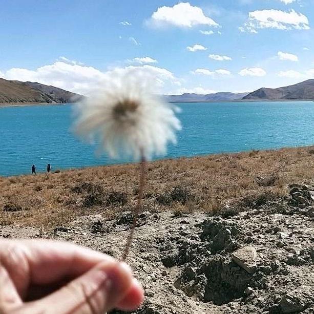 土豆大王噔噔噔