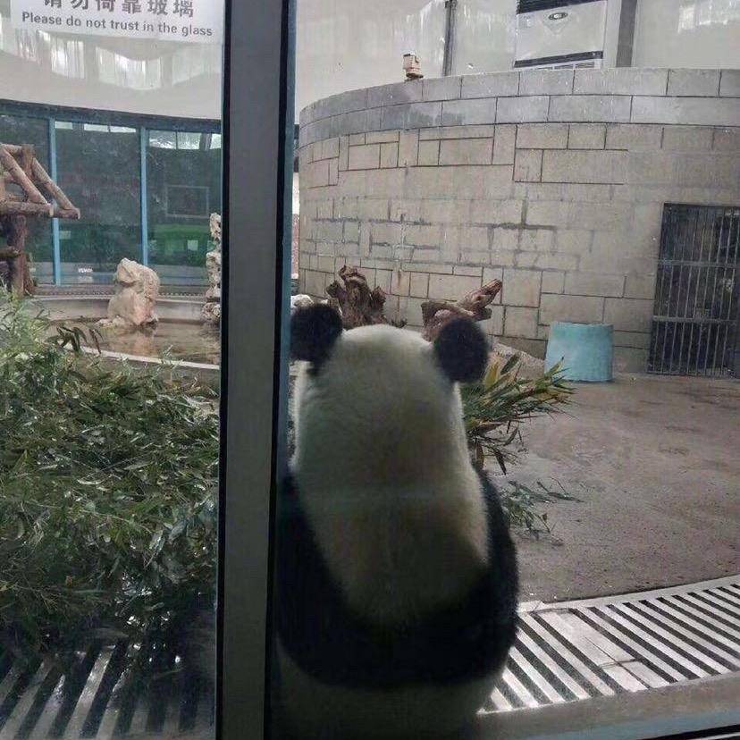 迷死她伯冰
