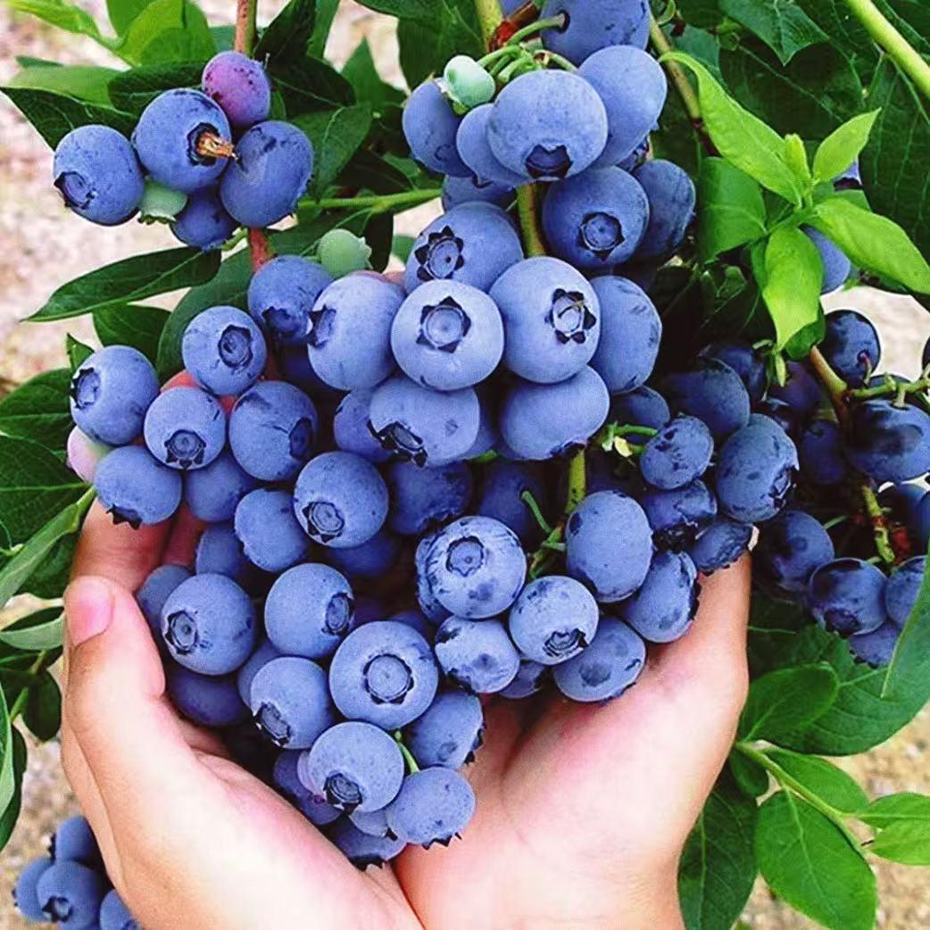 旭谷农乡五棵树果树苗木专卖店