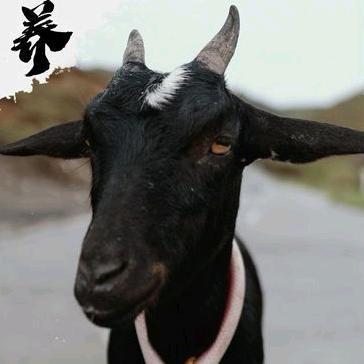 赣榆吉星烤全羊