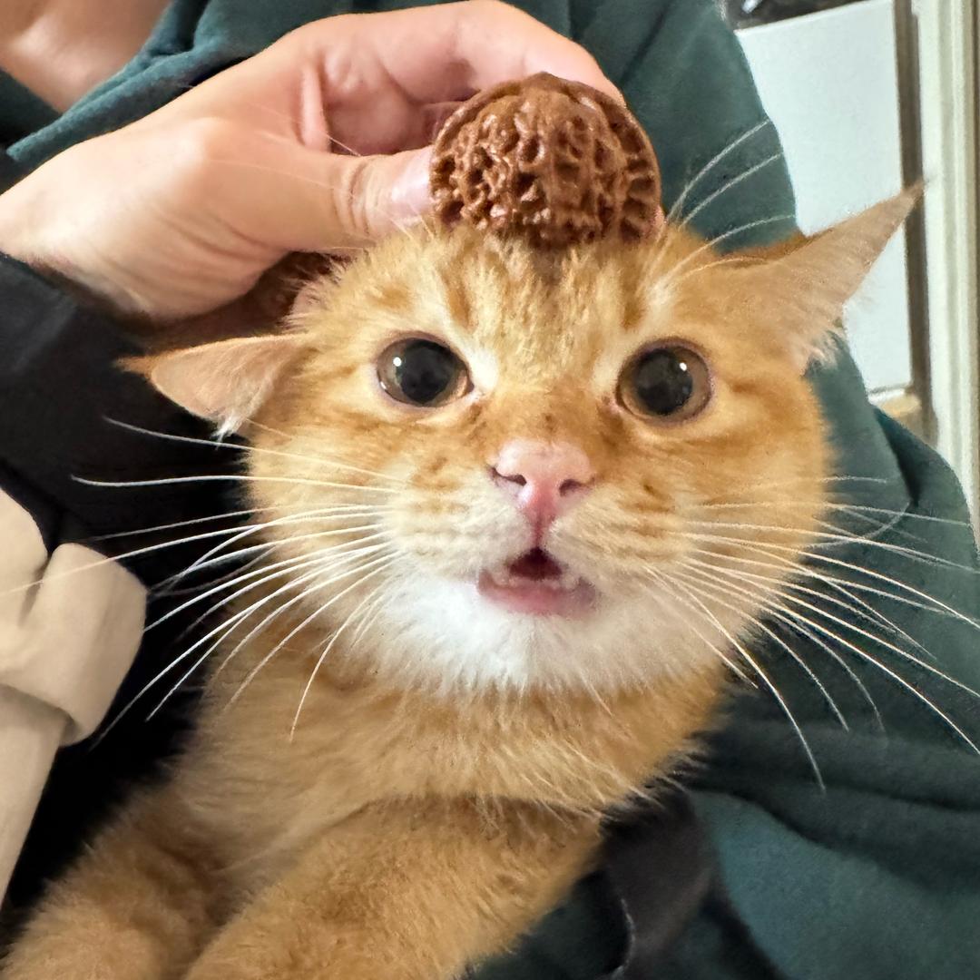 kekol