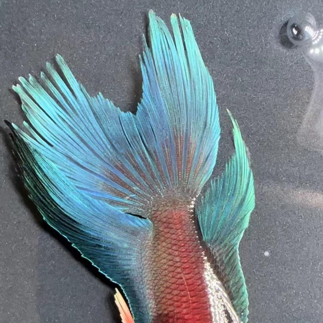 文武水族馆