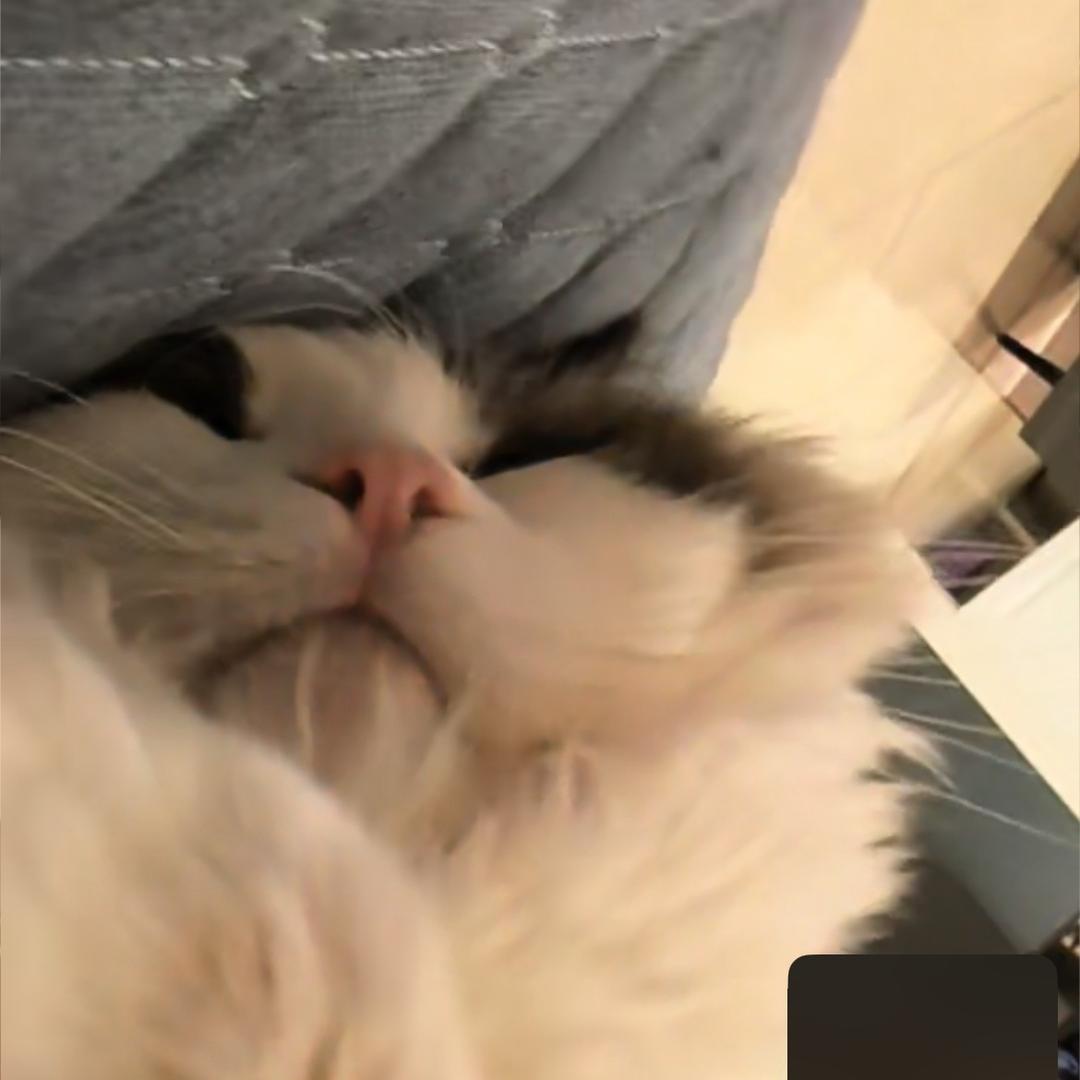 大饭团不是饭团