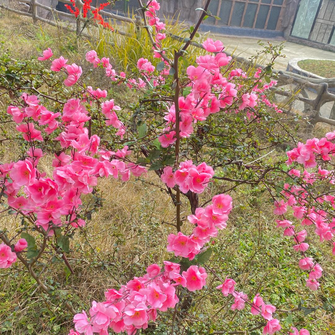 春天