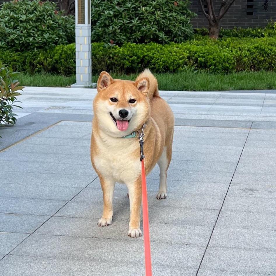 Olivia布丁