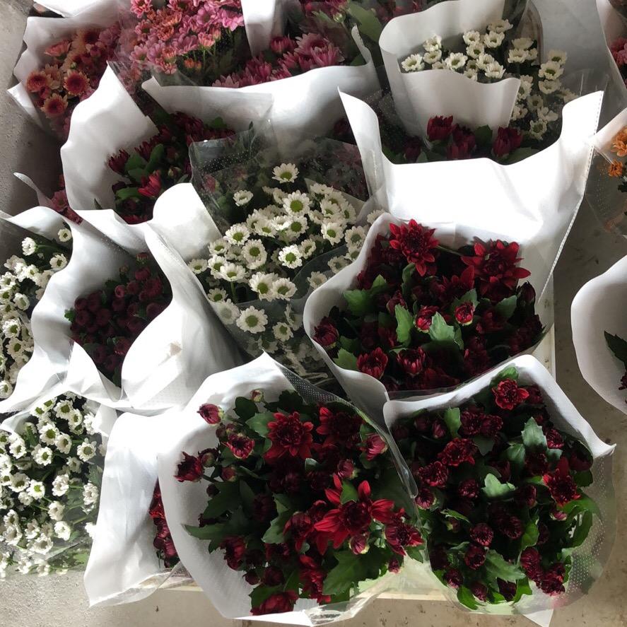 菊花种植批发