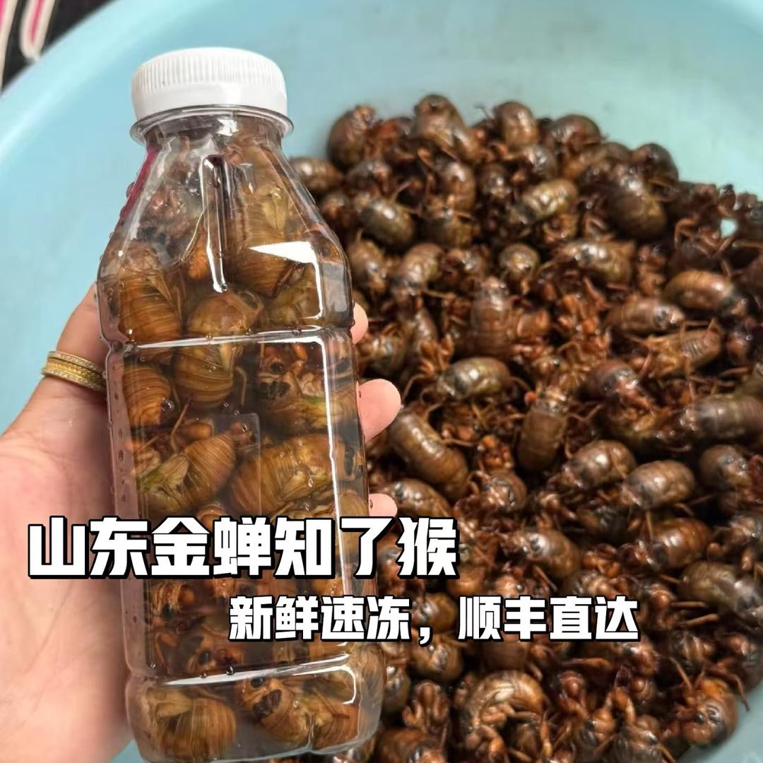威海小明金蝉采摘园