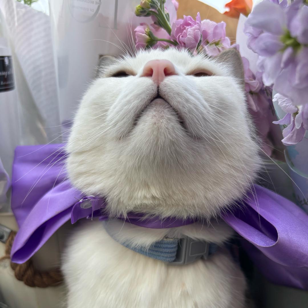 猫老板的花