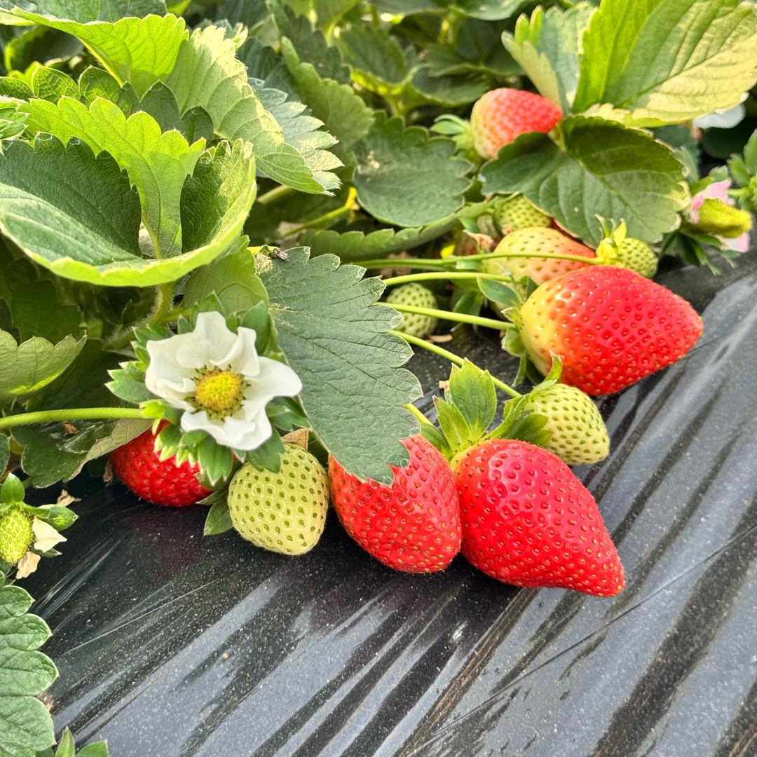 兴国县康然草莓采摘园