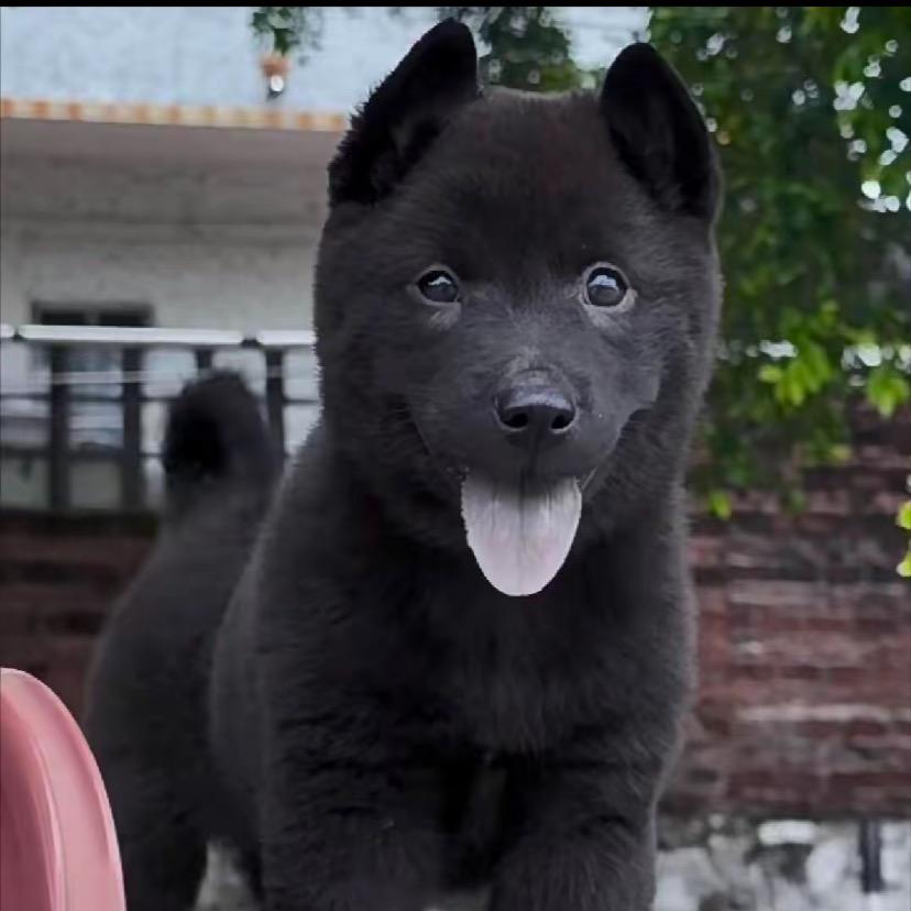 小鲁带你玩唐狗