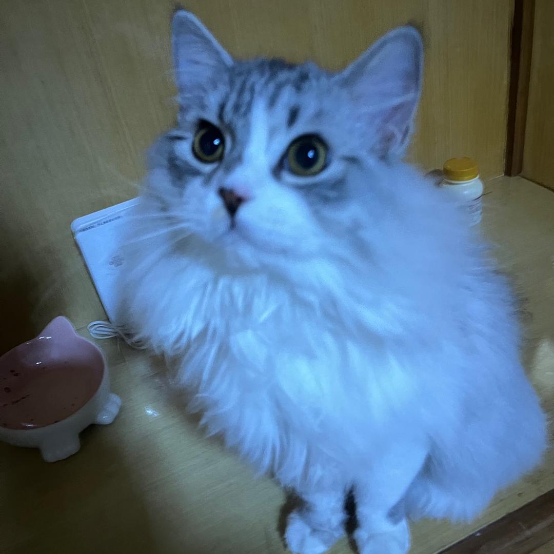 一身猫毛宠物用品