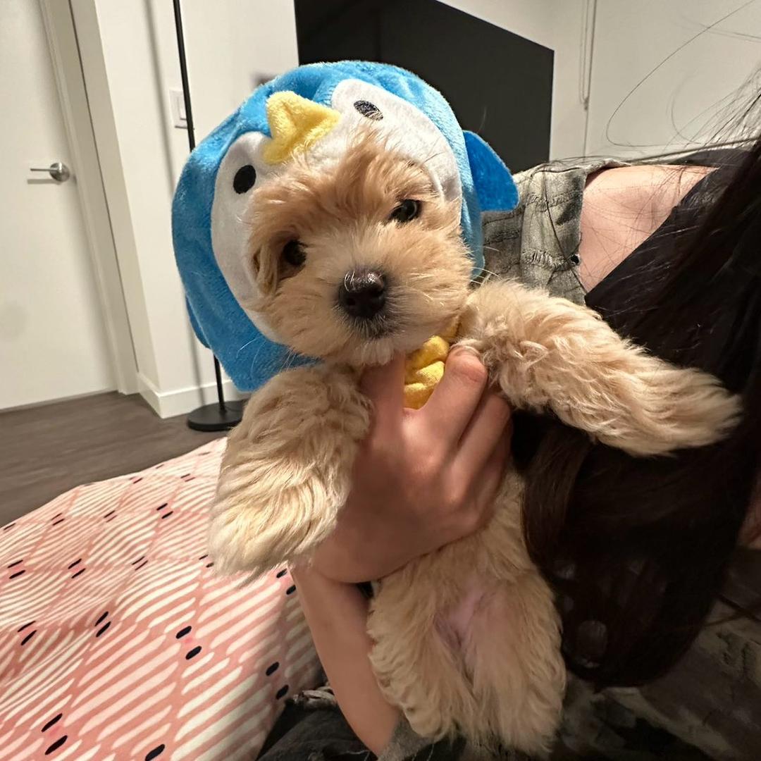 椰果奶绿不加糖.