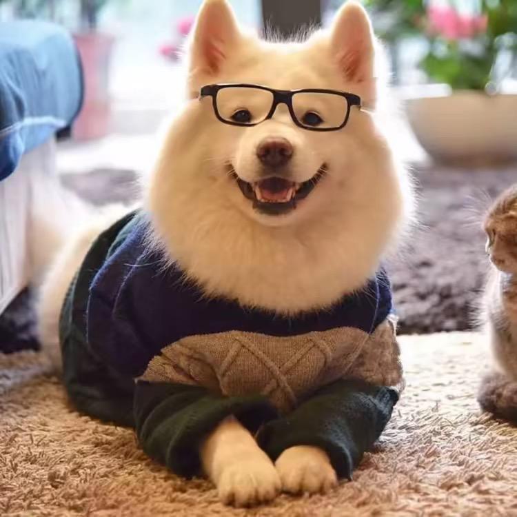 歪歪聊狗🐶