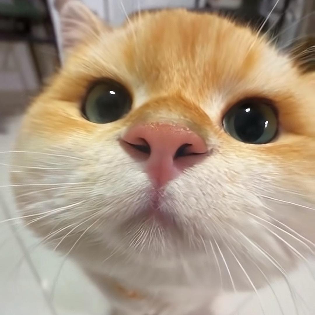 养一只_喵/•᷅•᷄\୭