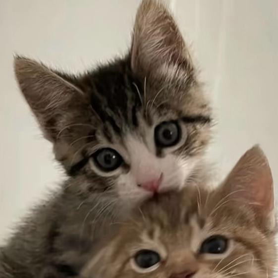 😾