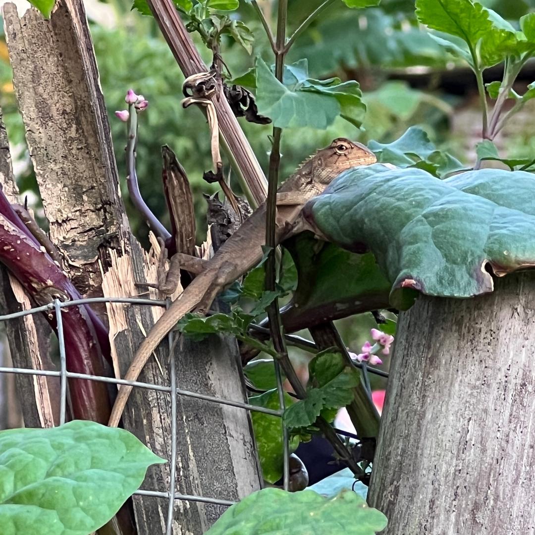 花果山上路人甲