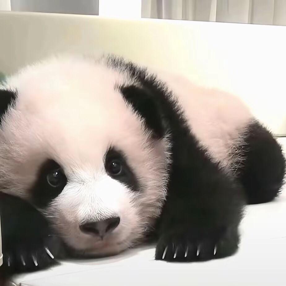 最爱国宝大熊猫🐼～