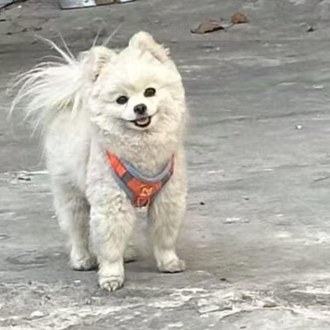 东台五万元寻狗🐶球球