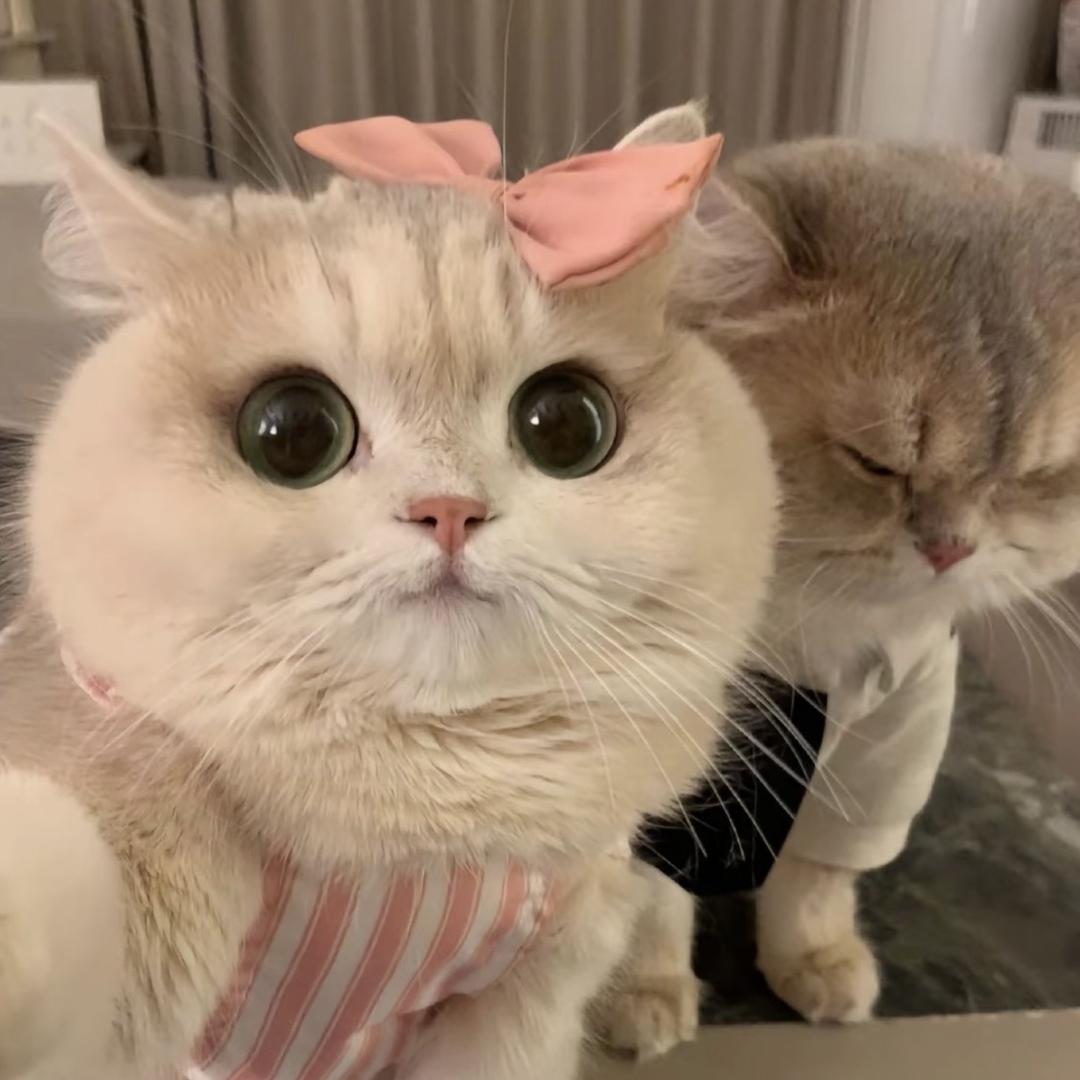 kitty77