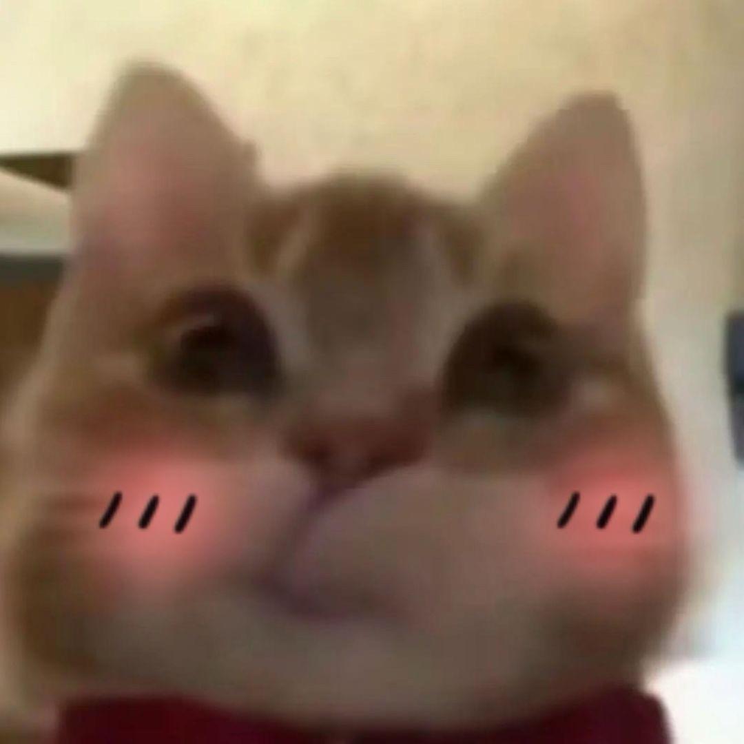 伤心的鱼翅