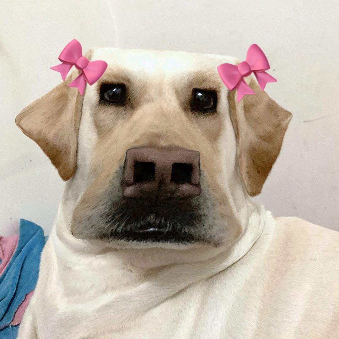 互联网大狗熊