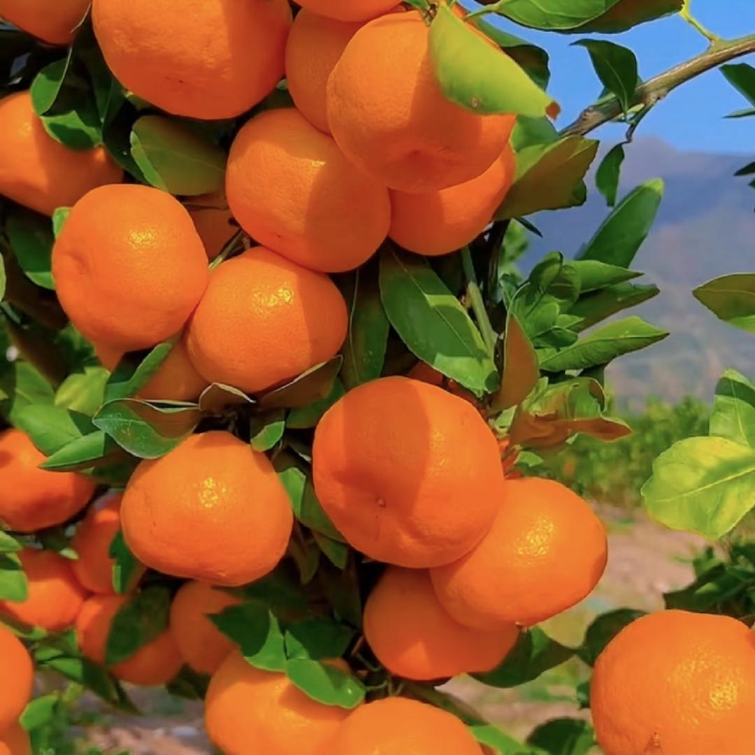 次日达橙橙橘橘