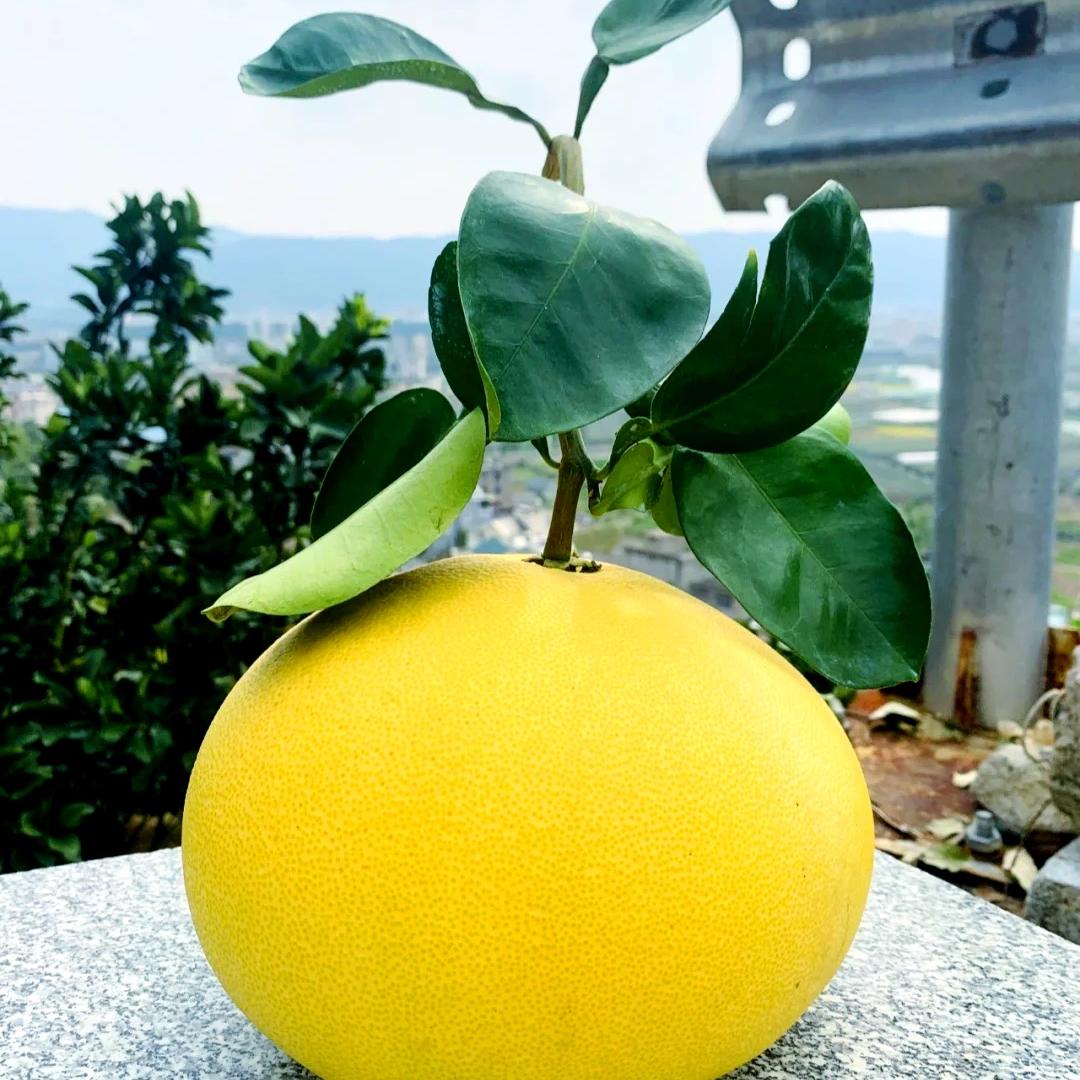 婷姐家的文旦柚