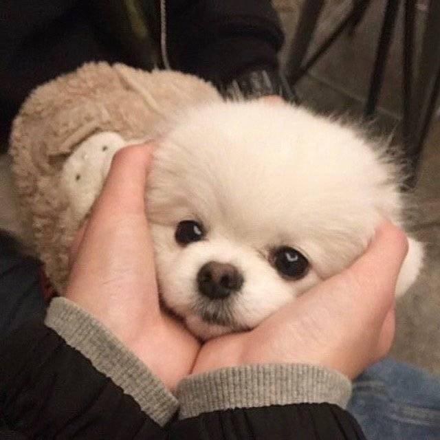 天才琪