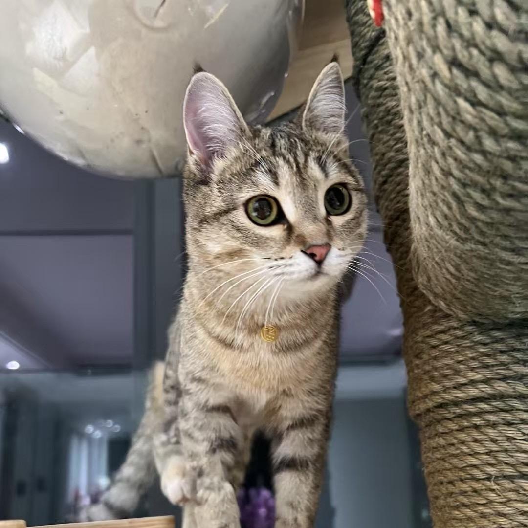 鹿鹿姐和猫咪十一的日常