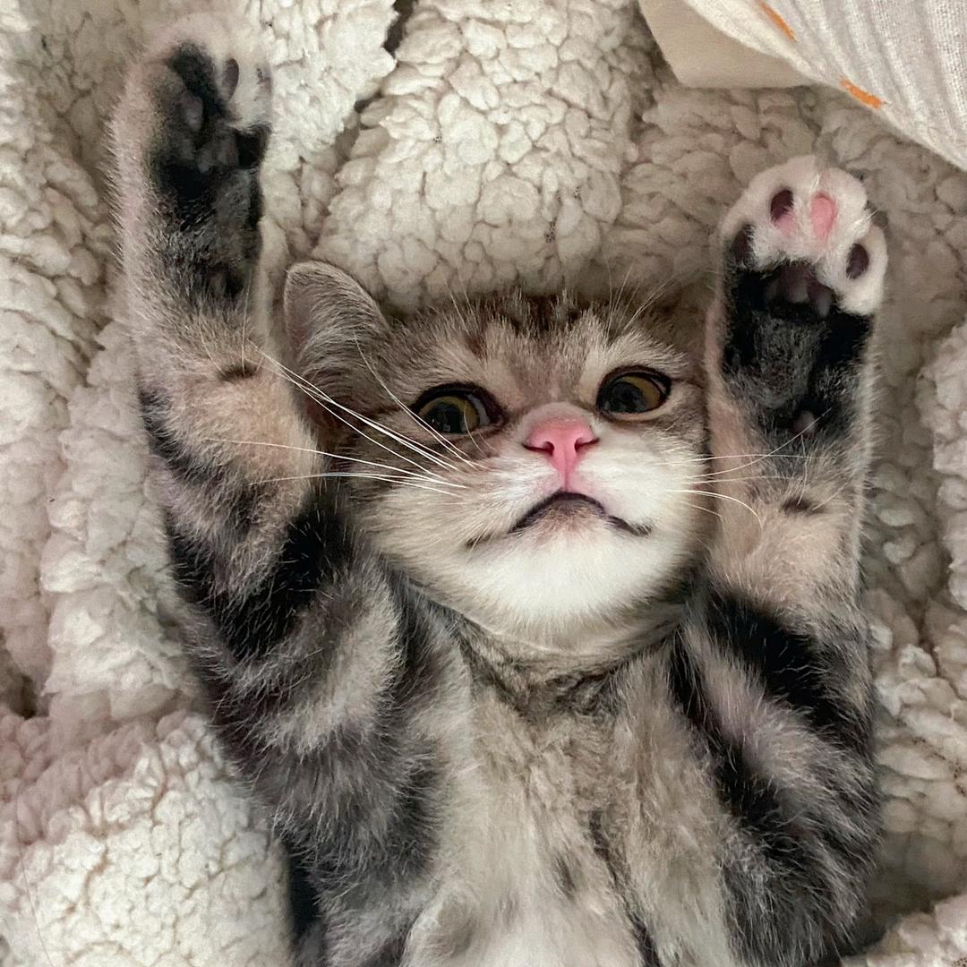 肥肠是只猫